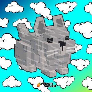 Купить Chinchilla в вырасти сад